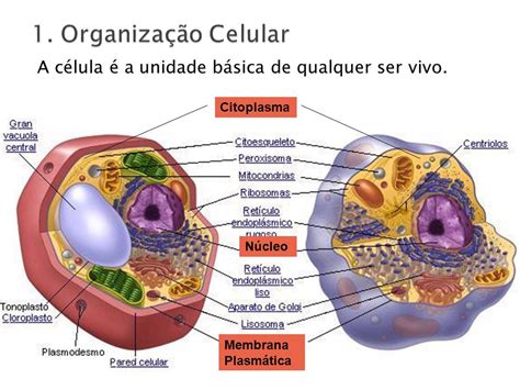 a célula é a maior parte dos seres vivos com forma e função definida